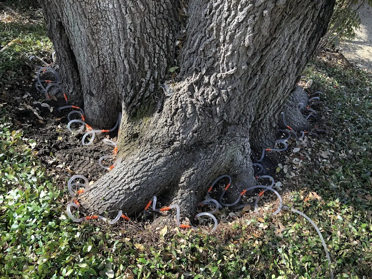 Detailed Tree Cabling and Bracing job site in Willow Springs