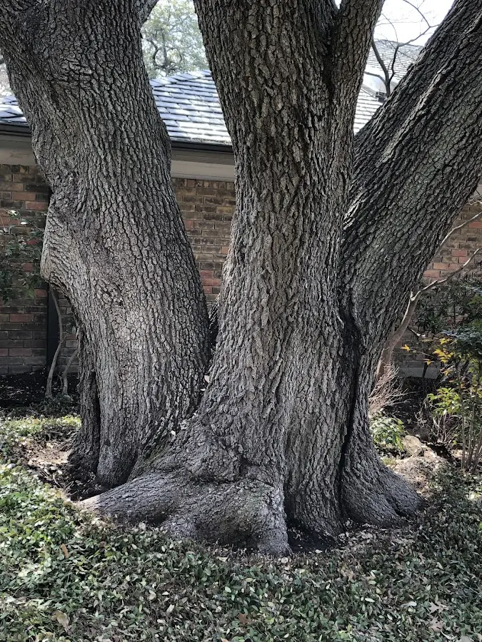 Mature heritage tree close to a Willow Springs property cared for by certified arborists